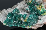 2.9" Gemmy Dioptase Clusters with Mimetite - N'tola Mine, Congo - #175946-2
